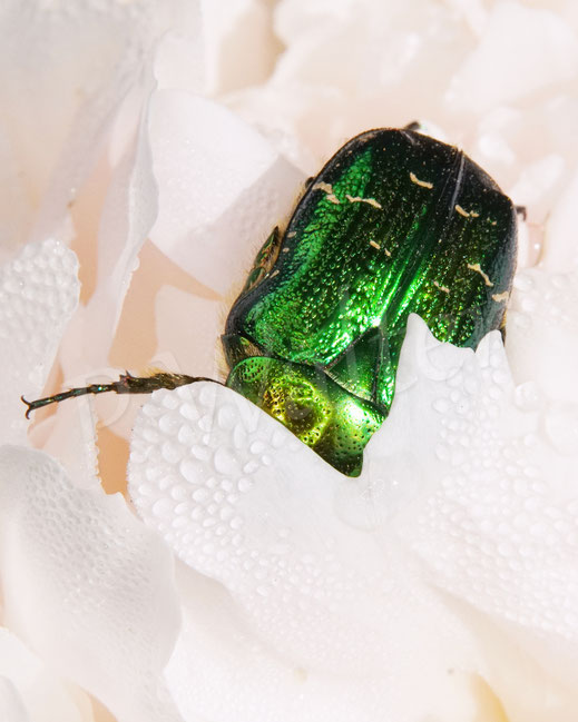Bild: Goldglänzender oder Gemeiner Rosenkäfer, Cetonia aurata, Pfingstrose, Cetoniinae, Blatthornkäfer, Scarabaeidae, Käfer, Coleoptera, Blüte