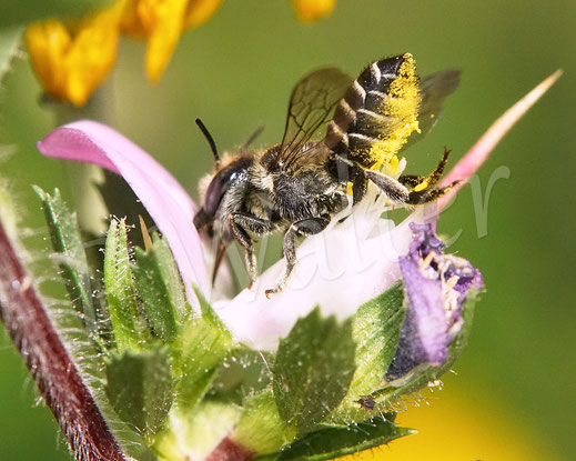 Bild: Luzerne-Blattschneiderbiene, Megachile rotundata, Weibchen, Megachilidae, Wildbiene, Dornige Hauhechel, Ononis spinosa, Schmetterlingsblütler, Faboideae, Hülsenfrüchtler, Fabaceae, Blüte, Nektar, Pollen