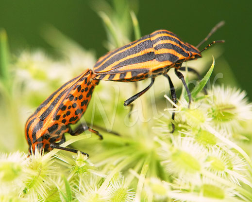 Bild: Streifenwanze, Graphosoma lineatum, Pentatomidae, Schnabelkerfe, Hemiptera, Baumwanzen, Wanzen, HeteropteraPaarung, Pärchen, Wilde Möhre, Daucus carota subsp. carota, Doldenblütler, Apiaceae