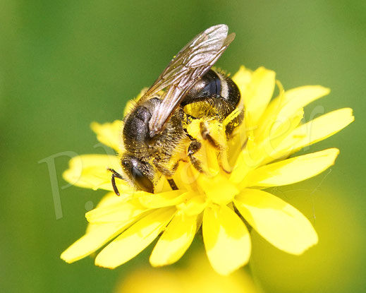 Bild: Weißbinden-Schmalbiene, Lasioglossum cf. leucozonium, Kleinköpfiger Pippau, Crepis capillaris, Korbblütler, Asteraceae, Wildbiene, gelbe Blüte