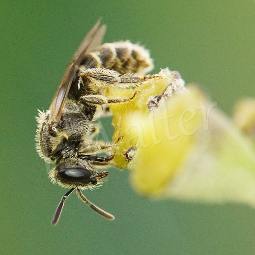 Bild: Furchenbiene, Schmalbiene, Weibchen am Nektartrinken, Lasioglossum, Halictus, Efeu, Herdera helix, Wildbiene