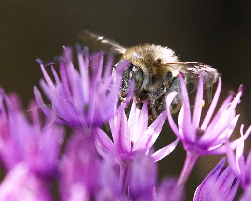 Bild: Vierfleck-Pelzbiene, Anthophora quadrimaculata, Weibchen an einem Allium, Lauch, Wildbiene, Blüte