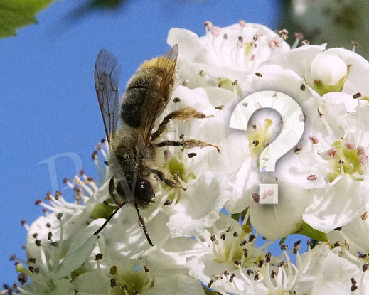 Bild: wohl die Schottische Sandbiene, Andrena scotica, Weibchen am Weißdorn, Wildbiene, Crataegus