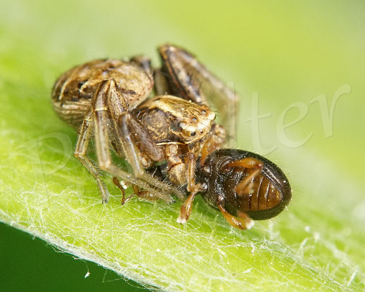 Bild: Braune Krabbenspinne / Buschkrabbenspinne mit Käferbeute, Spinne crab spider Xysticus cristatus Käfer beetle bug