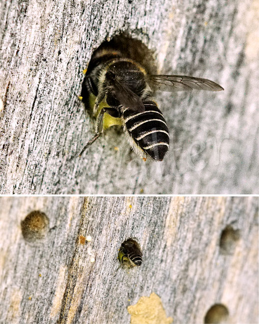 Text: Luzerne-Blattschneiderbiene, Megachile rotundata, Weibchen, Nistplatz, Nistwand, Insektenhotel beehome beehotel Insektennisthilfe, Kuckucksbiene, cuckoo bee, Wildbiene, Bohrloch, Nistgang