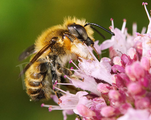 Bild: Männchen, Garten-Blattschneiderbiene, Totholz-Blattschneiderbiene, Megachile willughbiella, leafcutter bee, leaf cutting bee, Megachilidae, Wildbiene, wildbee, Oregano, Dost, Origanum vulgare, Lippenblütler, Lamiaceae