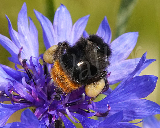 17.05.2020 : Steinhummel, Bombus lapidarius, an einer Kornblumenblüte, Centaurea cyanus