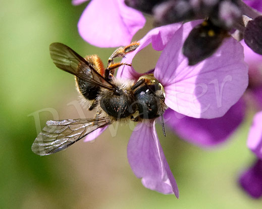 Bild : Schöterich-Mauerbiene, Weibchen, Osmia brevicornis, Wildbiene, oligolektisch, Violetter Schöterich, Erysimum cheiri 'Bowles Mauve', Kreuzblütler, Brassicaceae