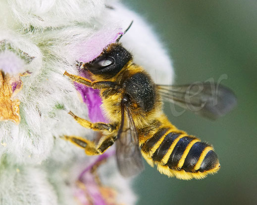 Bild: Platterbsen-Mörtelbiene, Megachile ericetorum, Banded Mud Bee, Weibchen an einer Blüte vom Woll-Ziest, Stachys byzantina, Megachilidae