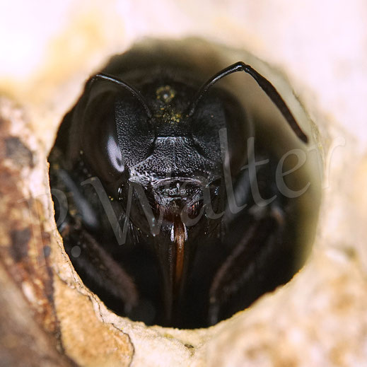 Bild: Blauschwarze Holzbiene, Große Holzbiene, Blaue Holzbiene, Xylocopa violacea, Weibchen, Wildbiene, wildbee, violet carpenter bee, Blauwzwarte houtbij, Totholz, Bistgang, Nistplatz