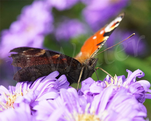 Bild: Tagpfauenauge an der Herbstaster, Schmetterling, butterfly, Tagfalter, Inachis io