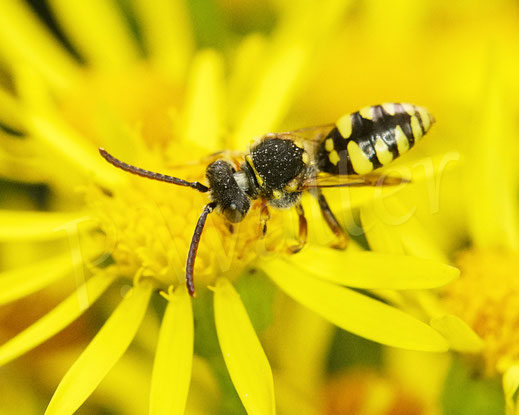 Bild: Wespenbiene, Männchen, am Jakobskreuzkraut, Senecio jacobaea, Wildbiene, Kuckucksbiene, Nomada spec.