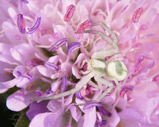 Bild: Veränderliche ? Krabbenspinne, Thomisidae, crab spider, Spinnentiere, Arachnida, Wiesenknautie, Acker-Witwenblume, Knautia arvensis