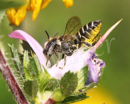 Bild: Luzerne-Blattschneiderbiene, Megachile rotundata, Weibchen, Megachilidae, Wildbiene, Dornige Hauhechel, Ononis spinosa, Schmetterlingsblütler, Faboideae, Hülsenfrüchtler, Fabaceae, Blüte, Nektar, Pollen