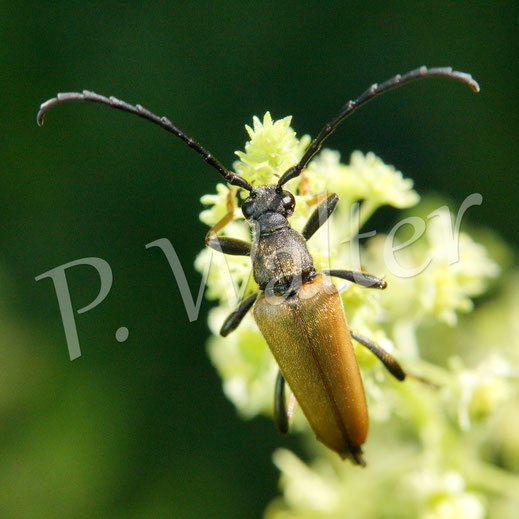 Bild: Rothalsbockkäfer, Männchen, Käfer, Coleoptera, Polyphaga, Bockkäfer, Cerambycidae, Schmalböcke, Schmalbock, Lepturinae, Gelbe Resede, Reseda lutea