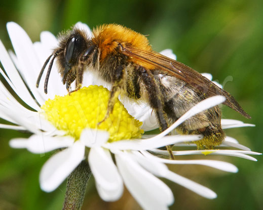 Bild: wohl die Schottische Sandbiene, Andrena scotica, Weibchen am Gänseblümchen, Wildbiene, Bellis perennis