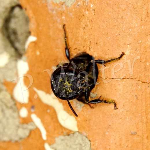 Bild: Osmia leaiana, Zweihöckrige Mauerbiene, am Niststein aus Ton