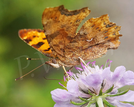 C-Falter, Comma butterfly, Schmetterling, Tagfalter Edelfalter, Polygonia c-album, Nymphalis c-album, Tauben-Skabiose, Scabiosa columbaria