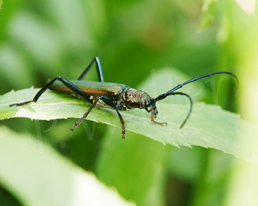 Bild: Moschusbock, Aromia moschata, Bockkäfer, Cerambycidae, Käfer, Coleoptera,  