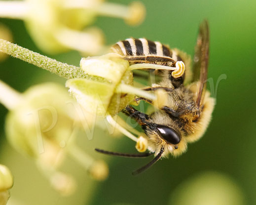 Bild: Efeu-Seidenbiene, Colletes hederae, Männchen am Strauch-Efeu, Hedera helix Arborescens, Blüten, Nektar, Pollen, Wildbiene, wildbee