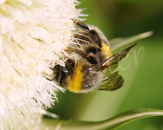 Bild: Helle Erdhummel, Bombus lucorum Komplex, an der Schlitzblättrigen Karde, Dipsacus laciniatus, Kardengewächse, Dipsacus, Schlitzblatt-Karde, weiße Karde