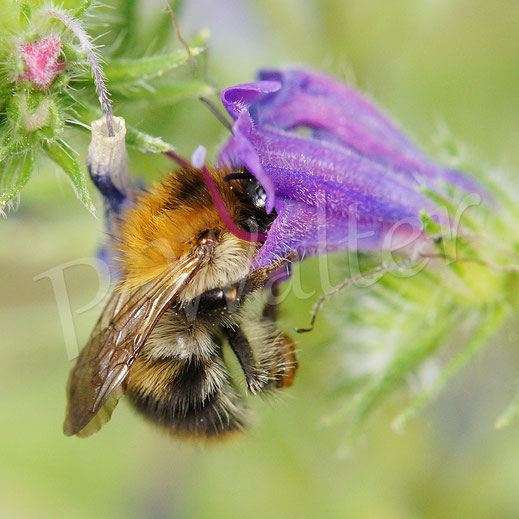 Bild: Hummel, Bombus spec., am Natternkopf