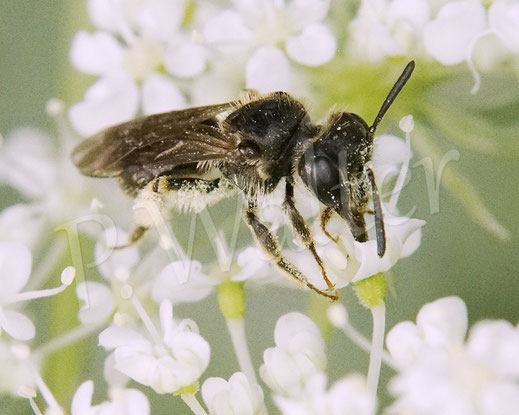 Bild: kleine Sandbiene, Andrena minutula-Gruppe, Zwergsandbiene, Wilde Möhre, Daucus carota subsp. carota, Doldenblütler, Apiaceae, Wildbiene