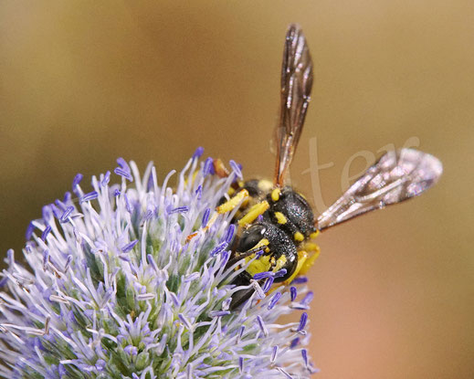 Bild: Bienenjagende Knotenwespe, Cerceris rybyensis, Grabswespe, digger wasp, Faltenwespe, am Mannstreu, Eryngium, Edeldistel 