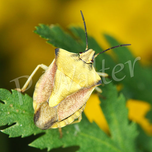 Bild: Fruchtwanze, Carpocoris cf. purpureipennis