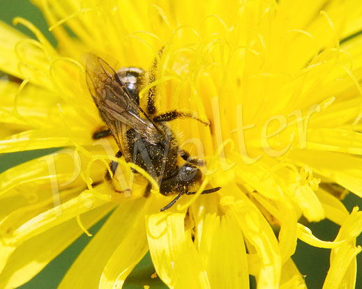 Bild: Weißbinden-Schmalbiene, Lasioglossum cf. leucozonium, Blüte, Wiesen-Pippau, Zweijähriger Pippau, Crepis biennis, Wildbiene, Blüte
