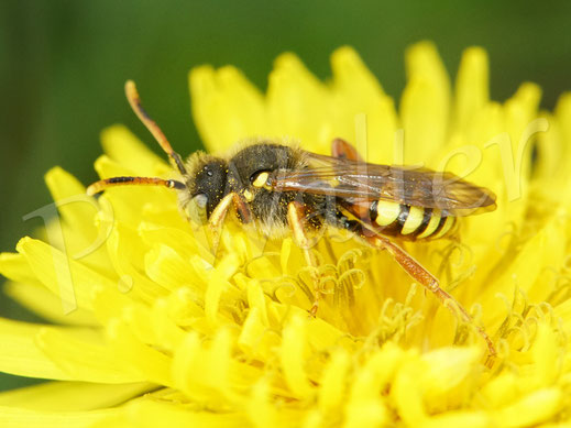 Bild: Gemeine / Gewöhnliche Wespenbiene, Nomada fucata, Männchen, auf Löwenzahn