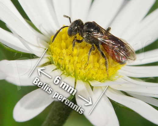 Bild: Blutbiene am Gänseblümchen, Wildbiene, Sphecodes spec., Bellis perennis, Nektar trinken, Buckelbiene