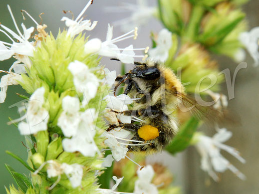 Bild: Ackerhummel, Bombus pascuorum, am Weißen Ysop, Hyssopus officinalis 'Albus', Wildbiene, Bienenpflanze