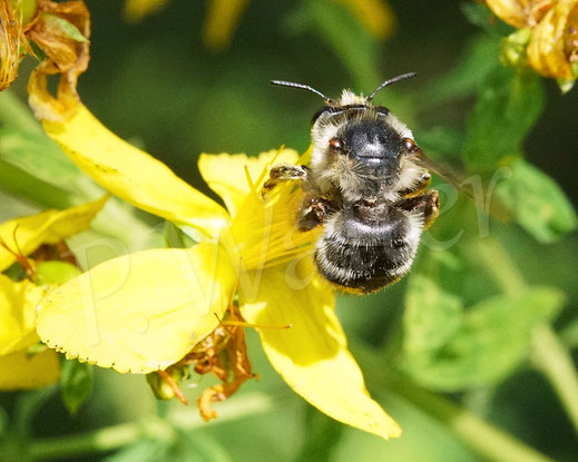 Bild: Streifen-Pelzbiene / Gebänderte Pelzbiene / Sommerpelzbiene , Anthophora aestivalis, am Johanniskraut, Hypericum perforatum, Wildbiene