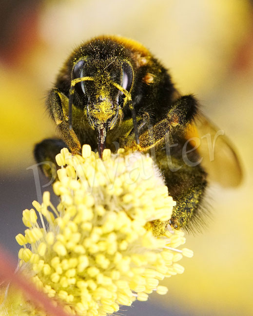 Bild: Erdhummelkönigin, Bombus cf. terrestris, an der Hängekätzchenweide, Salix caprea Pendula, Salweide, Frühblüher, wichtig für Insekten, Wildbienen