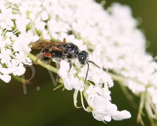 Bild: Gemeine Rollwespe, Tiphia cf. femorata, Wilde Möhre, Daucus carota subsp. carota, Doldenblütler, Apiaceae