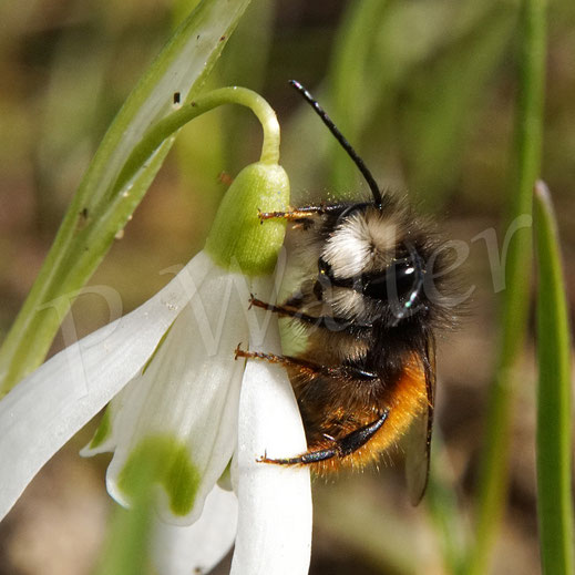 Bild: Osmia cornuta, Gehörnte Mauerbiene, Wildbiene wildbee masonbee, Schneeglöckchen, Galanthus