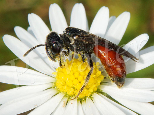Bild: Große Blutbiene, Sphecodes albilabris, am Gänseblümchen, Bellis perennis 