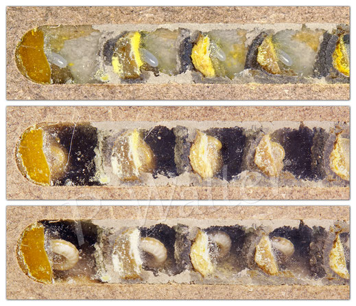 Bild: Entwicklung vom Ei, frisch geschlüpft, Raupe - Gehörnte Mauerbiene, Osmia cornuta - Nistkammer,  