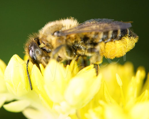 Bild: Weibchen, Garten-Blattschneiderbiene, Totholz-Blattschneiderbiene, Megachile willughbiella, leafcutter bee, leaf cutting bee, Megachilidae, Wildbiene, wildbee, Felsen-Fetthenne, Sedum reflexum, Petrosedum rupestre, Tripmadam, Felsen-Mauerpfeffer