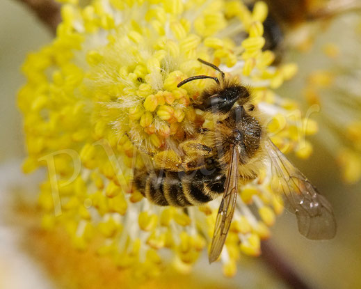 Bild: Gewöhnliche Bindensandbiene, Andrena flavipes, miningbee Wildbiene Wildbienen wildbee Weidenkätzchen Kätzchenweide wildbee willow, Salweide, Salix caprea