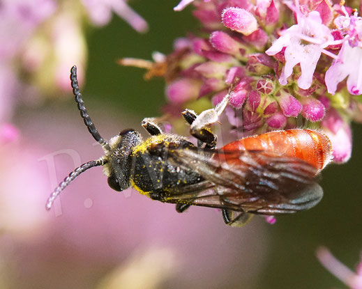 Bild: Riesen-Blutbiene, Große Blutbiene, Sphecodes albilabris, Echter Dost, Oregano, Origanum vulgarem Lippenblütler, Wildbiene, Kuckucksbiene, Buckelbiene