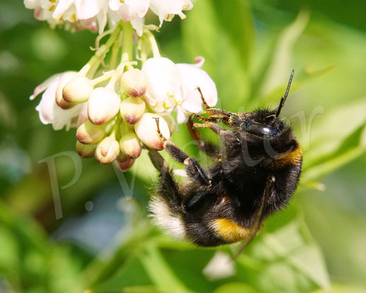 Bild: Erdhummelkönigin, Bombus cf. terrestris, bumble bee, Gemeine Pimpernuss, Staphylea pinnata, Klappernuss, Gefiederte Pimpernuss, Pimpernussgewächse, Staphyleaceae, Pimpernüsse, weiße Blüten, Wildbiene, Strauch