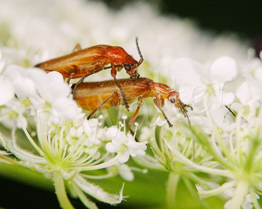 Bild: Rote Weichkäfer, Rhagonycha fulva, Paarung, Pärchen, Cantharidae, Coleoptera, Wilde Möhre, Daucus carota subsp. carota, Doldenblütler, Apiaceae, Wildbiene, wild bee, Kuckucksbiene, cuckoo bee