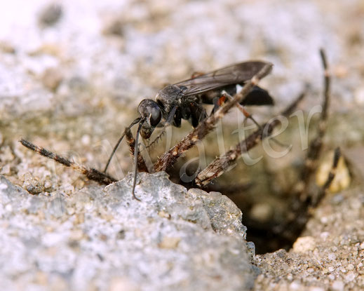 Bild: Rotbeinige Wegwespe, Episyron albonotatum, Pompilidae, Pompilinae, mit Radnetzspinne