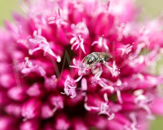 Bild: Maskenbienenweibchen am Allium "Drumsticks", wahrscheinlich Hylaeus communis oder confusus