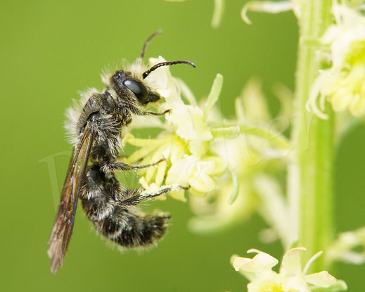 Bild: Hahnenfuß-Scherenbiene, Chelostoma florisomne, Osmia florisomnis, Gelbe Resede, Gelber Wau,  Reseda lutea
