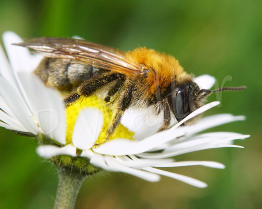 Bild: wohl die Schottische Sandbiene, Andrena scotica, Weibchen am Gänseblümchen, Wildbiene, Bellis perennis