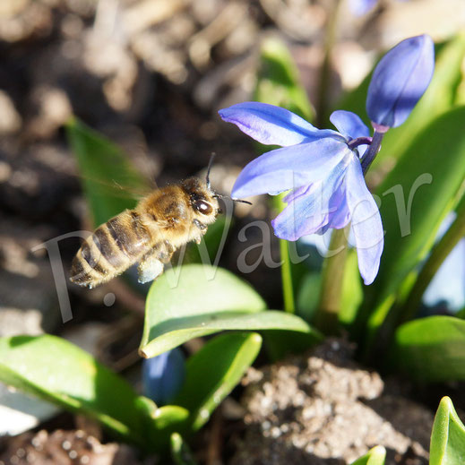 Bild: Honigbiene, Apis mellifera, Blausternchen, Scilla siberica, Sibirischer Blaustern, Nickende Sternhyazinthe, Frühblüher, Blüte