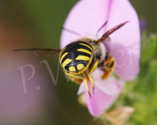 Bild: Garten-Wollbiene, Weibchen, Anthidium manicatum, Wildbiene, Dornige Hauhechel, Ononis spinosa, Schmetterlingsblütler, Faboideae, Hülsenfrüchtler, Fabaceae, Blüte, Nektar, Pollen